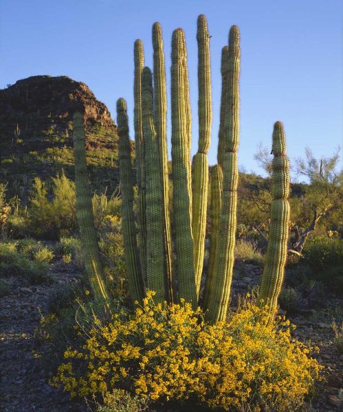 Arizona, Organ Pipe Cactus NM, Organ Pipe Cactus